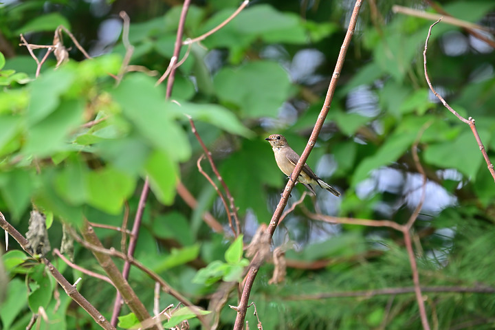 點我看大圖 Nikon Z9韌體4.10拍籠中鳥,因對焦點與籠子間隙接近產生誤差,有對到鳥眼,卻是清楚拍到籠子。