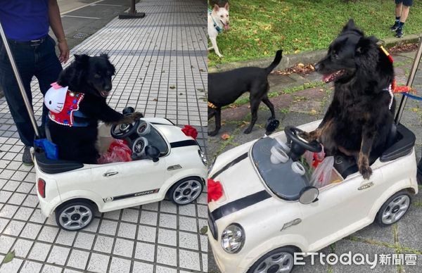 兜風囉!黑狗公主「開敞篷車」過馬路…爸站後面守護超溫馨
