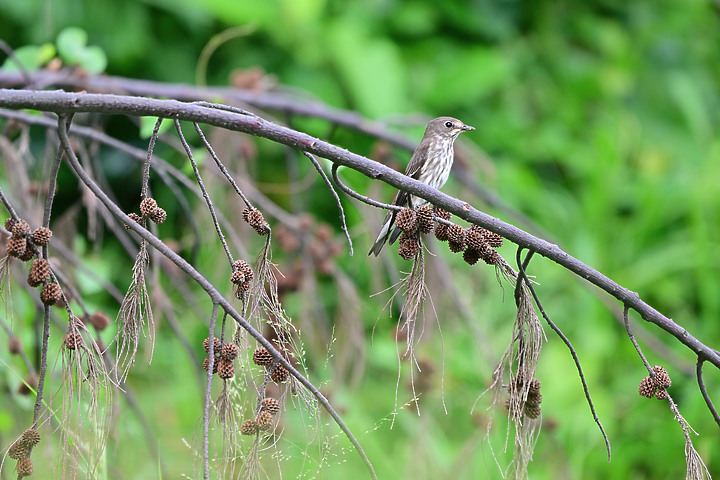 點我看大圖 Nikon Z9韌體4.10拍籠中鳥,因對焦點與籠子間隙接近產生誤差,有對到鳥眼,卻是清楚拍到籠子。
