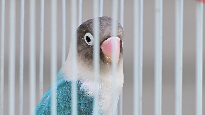 點我看大圖 Nikon Z9韌體4.10拍籠中鳥,因對焦點與籠子間隙接近產生誤差,有對到鳥眼,卻是清楚拍到籠子。