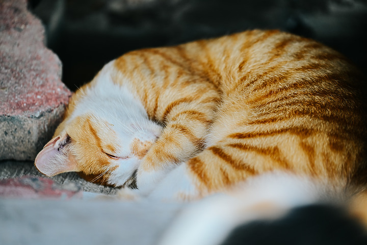 一代神鏡 Tamron 35-150mm f/2-2.8 DiIII VXD（A058）推出Nikon Z接環｜評測｜實拍