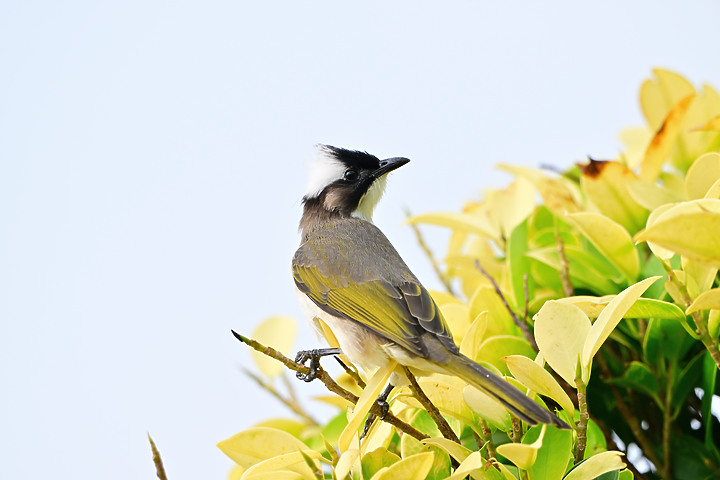 點我看大圖 Nikon Z9韌體4.10拍籠中鳥,因對焦點與籠子間隙接近產生誤差,有對到鳥眼,卻是清楚拍到籠子。