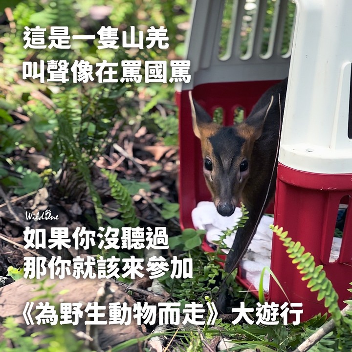 邀請您一起為野生動物而走