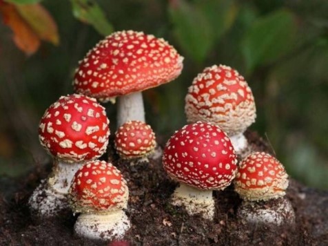 關於設計之評論隨筆—波卡點（Polka dot）