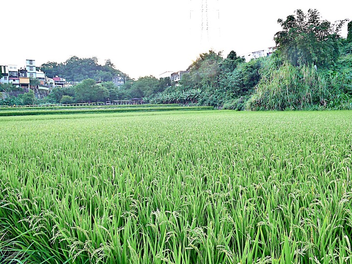臺灣客家茶文化館、太平紅橋、龍潭大池、鍾肇政文學生活園區、武德殿 — 茶鄉龍潭一日行旅,外掛香噴噴的炸全雞配涼麵