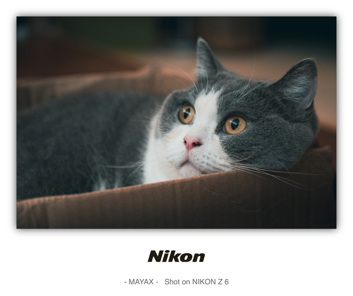 拍貓！！拍貓！！沒有麻豆的人只能拍毛孩子喵星人 [笑]