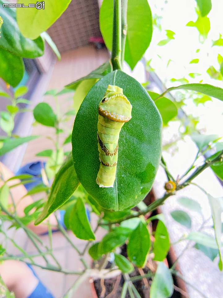 點我看大圖 請問這是黑鳳蝶幼蟲嗎?(已羽化,確定是黑鳳蝶)