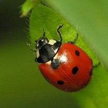 關於設計之評論隨筆—波卡點（Polka dot）