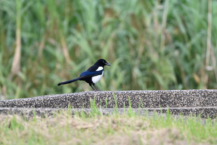 Zf加180-600加1.4增距鏡，實驗精神的全新組合