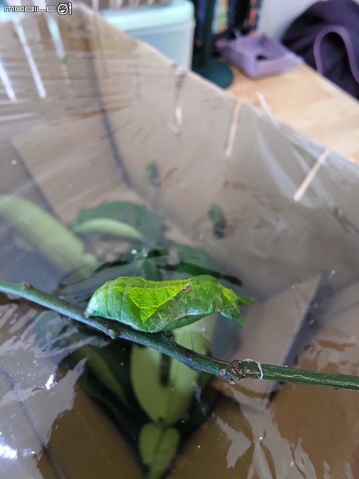 點我看大圖 請問這是黑鳳蝶幼蟲嗎?(已羽化,確定是黑鳳蝶)