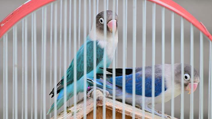 點我看大圖 Nikon Z9韌體4.10拍籠中鳥,因對焦點與籠子間隙接近產生誤差,有對到鳥眼,卻是清楚拍到籠子。