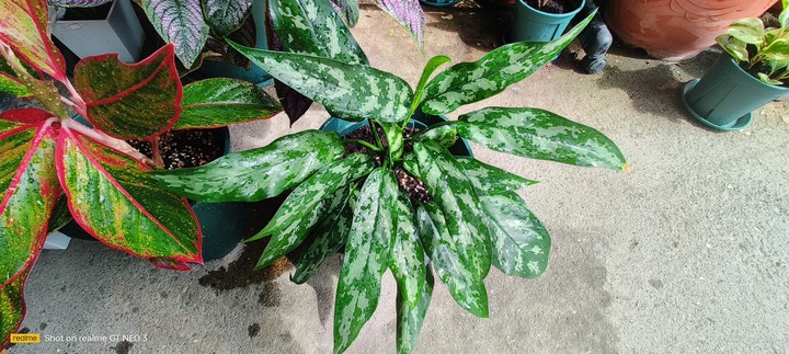 極光。黑美人，亞曼尼粗肋草(又稱萬年青)