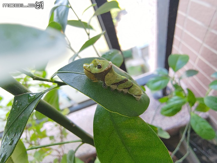 點我看大圖 請問這是黑鳳蝶幼蟲嗎?(已羽化,確定是黑鳳蝶)