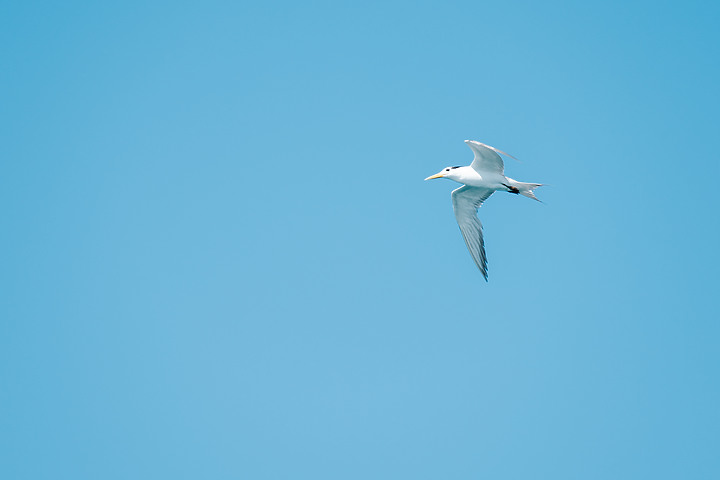 一代神鏡 Tamron 35-150mm f/2-2.8 DiIII VXD（A058）推出Nikon Z接環｜評測｜實拍