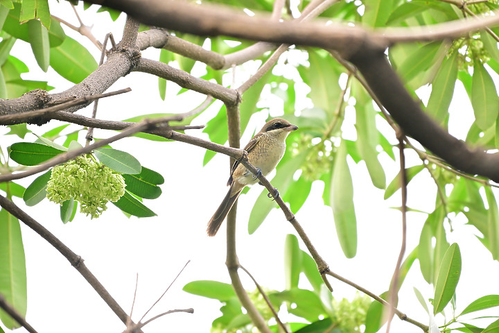 點我看大圖 Nikon Z9韌體4.10拍籠中鳥,因對焦點與籠子間隙接近產生誤差,有對到鳥眼,卻是清楚拍到籠子。