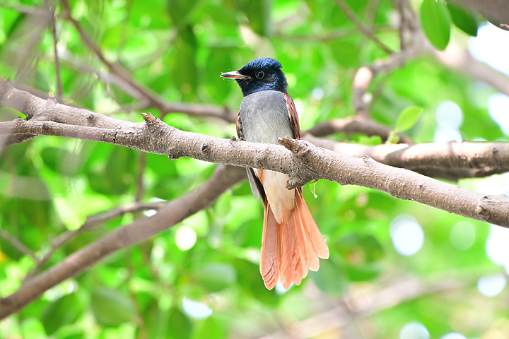 點我看大圖 Nikon Z9韌體4.10拍籠中鳥,因對焦點與籠子間隙接近產生誤差,有對到鳥眼,卻是清楚拍到籠子。