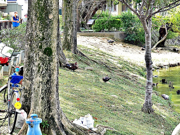 臺灣客家茶文化館、太平紅橋、龍潭大池、鍾肇政文學生活園區、武德殿 — 茶鄉龍潭一日行旅,外掛香噴噴的炸全雞配涼麵