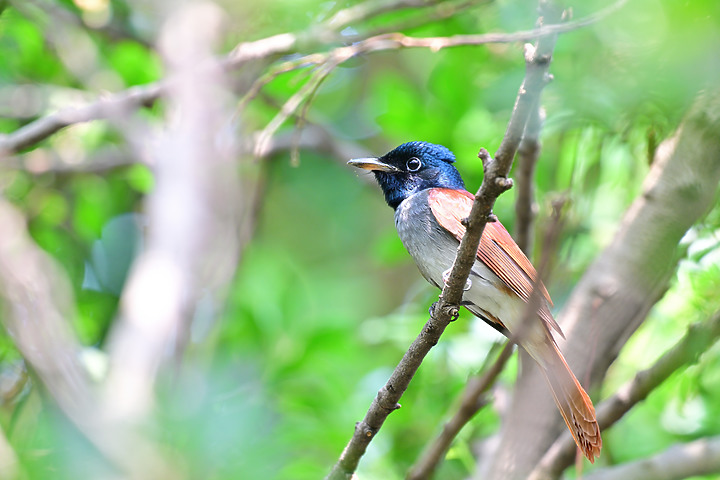 點我看大圖 Nikon Z9韌體4.10拍籠中鳥,因對焦點與籠子間隙接近產生誤差,有對到鳥眼,卻是清楚拍到籠子。