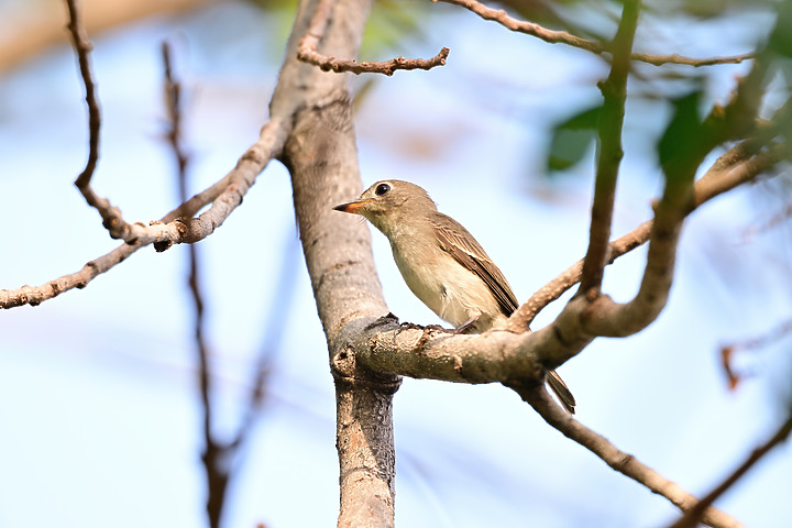 點我看大圖 Nikon Z9韌體4.10拍籠中鳥,因對焦點與籠子間隙接近產生誤差,有對到鳥眼,卻是清楚拍到籠子。