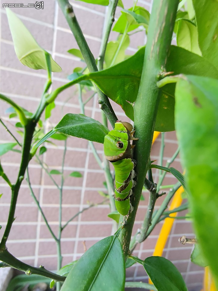 點我看大圖 請問這是黑鳳蝶幼蟲嗎?(已羽化,確定是黑鳳蝶)
