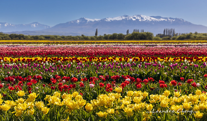 點我看大圖 雪山旁的鬱金香花田 (EOS R, R10, Dji Mini 3 Pro)