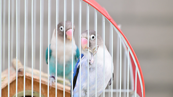 點我看大圖 Nikon Z9韌體4.10拍籠中鳥,因對焦點與籠子間隙接近產生誤差,有對到鳥眼,卻是清楚拍到籠子。