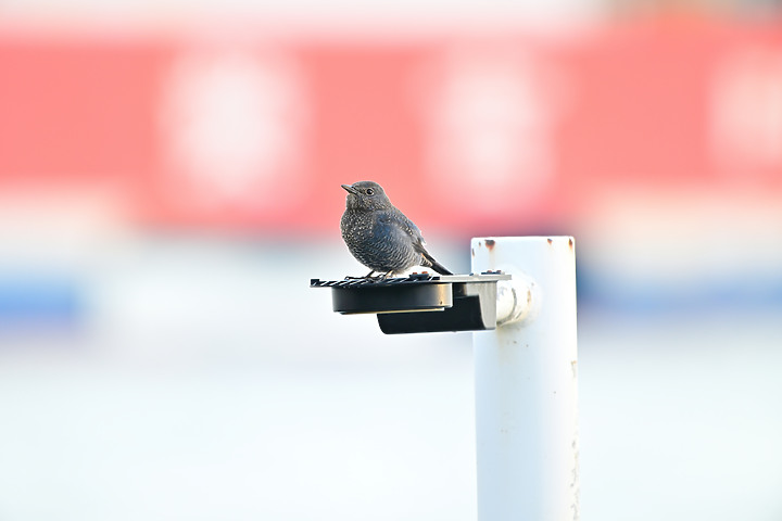 點我看大圖 Nikon Z9韌體4.10拍籠中鳥,因對焦點與籠子間隙接近產生誤差,有對到鳥眼,卻是清楚拍到籠子。
