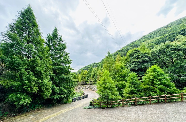 陽明山永公路500巷的落羽松秘境，目前已封閉！