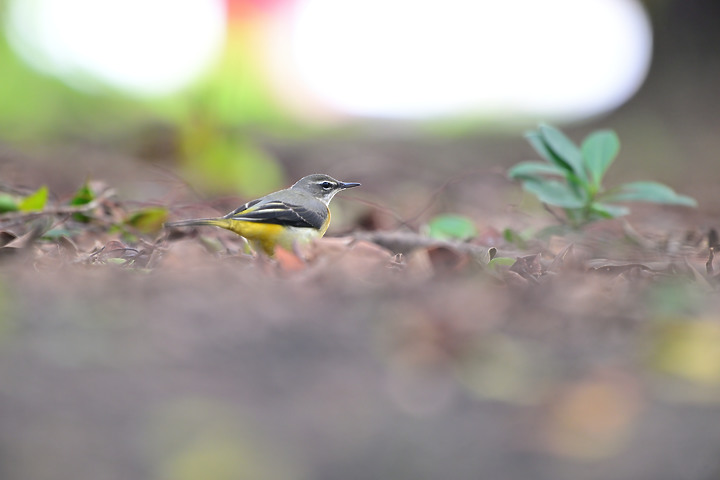 點我看大圖 Nikon Z9韌體4.10拍籠中鳥,因對焦點與籠子間隙接近產生誤差,有對到鳥眼,卻是清楚拍到籠子。