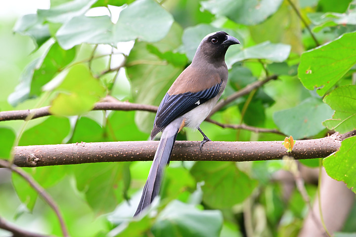 點我看大圖 Nikon Z9韌體4.10拍籠中鳥,因對焦點與籠子間隙接近產生誤差,有對到鳥眼,卻是清楚拍到籠子。