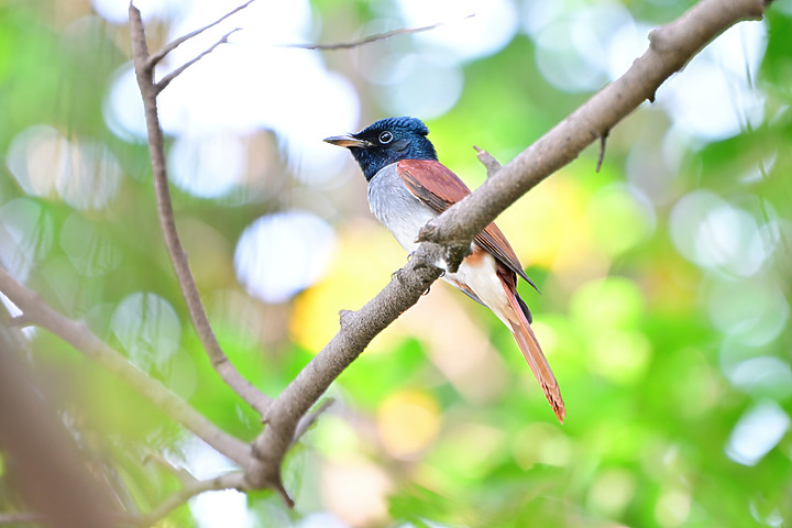 點我看大圖 Nikon Z9韌體4.10拍籠中鳥,因對焦點與籠子間隙接近產生誤差,有對到鳥眼,卻是清楚拍到籠子。