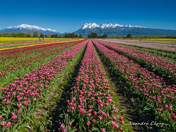 點我看大圖 雪山旁的鬱金香花田 (EOS R, R10, Dji Mini 3 Pro)