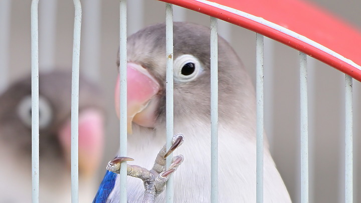 點我看大圖 Nikon Z9韌體4.10拍籠中鳥,因對焦點與籠子間隙接近產生誤差,有對到鳥眼,卻是清楚拍到籠子。