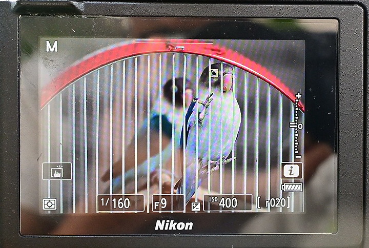 點我看大圖 Nikon Z9韌體4.10拍籠中鳥,因對焦點與籠子間隙接近產生誤差,有對到鳥眼,卻是清楚拍到籠子。