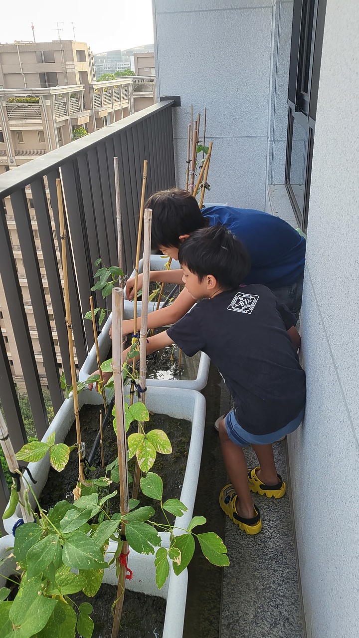 [一部曲] 花臺的毛豆收成了