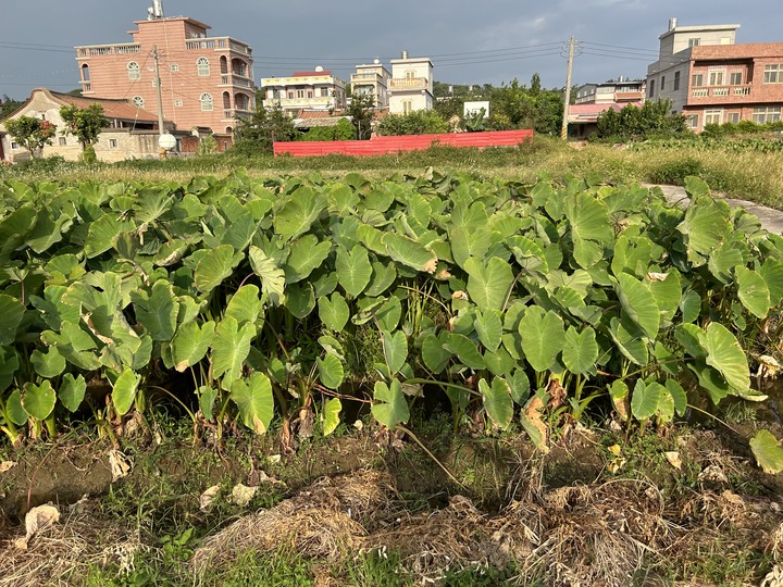 「金門老兵召集令」騎遊小金門(上)