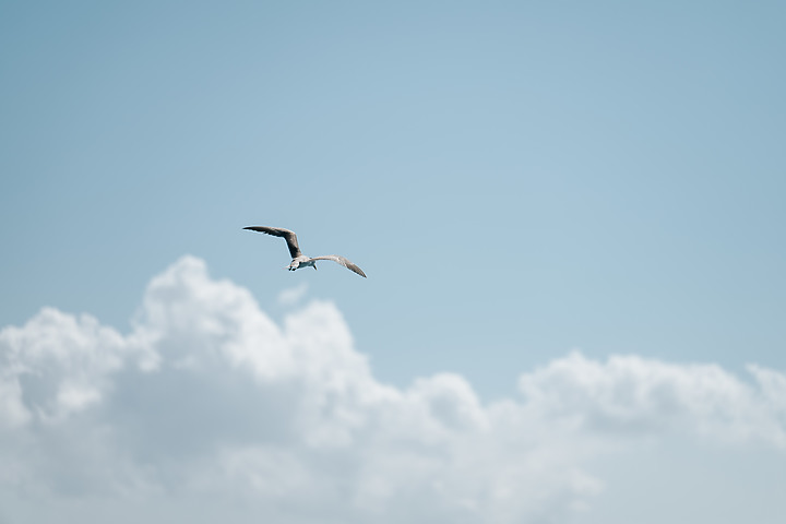 一代神鏡 Tamron 35-150mm f/2-2.8 DiIII VXD（A058）推出Nikon Z接環｜評測｜實拍
