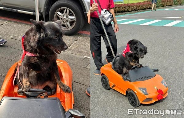 兜風囉!黑狗公主「開敞篷車」過馬路…爸站後面守護超溫馨