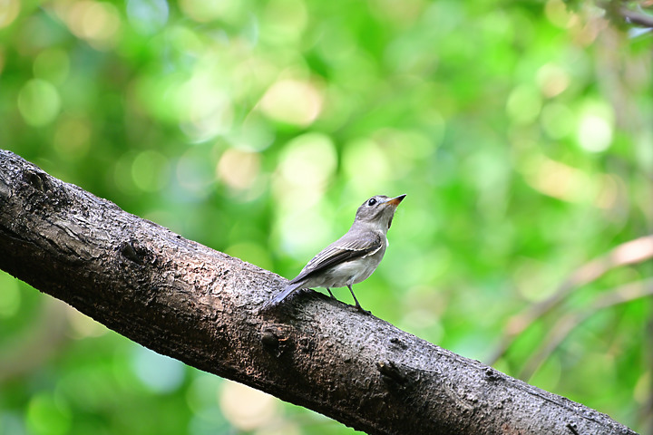 點我看大圖 Nikon Z9韌體4.10拍籠中鳥,因對焦點與籠子間隙接近產生誤差,有對到鳥眼,卻是清楚拍到籠子。