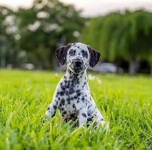 關於設計之評論隨筆—波卡點（Polka dot）