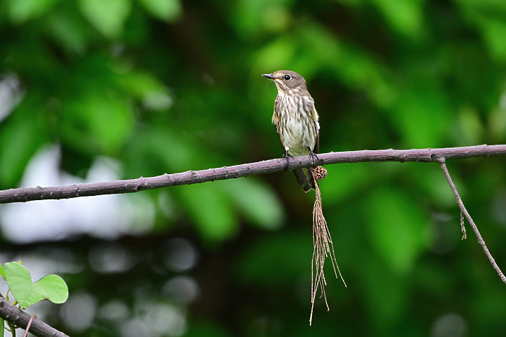 點我看大圖 Nikon Z9韌體4.10拍籠中鳥,因對焦點與籠子間隙接近產生誤差,有對到鳥眼,卻是清楚拍到籠子。