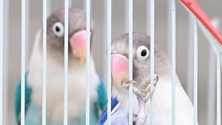 點我看大圖 Nikon Z9韌體4.10拍籠中鳥,因對焦點與籠子間隙接近產生誤差,有對到鳥眼,卻是清楚拍到籠子。