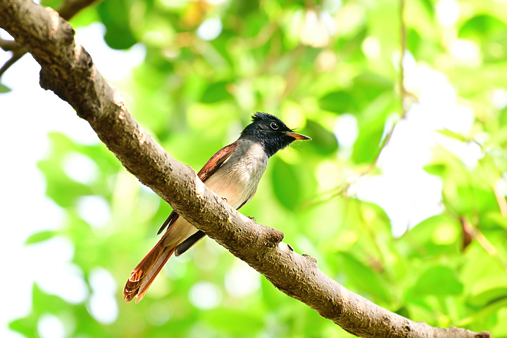 點我看大圖 Nikon Z9韌體4.10拍籠中鳥,因對焦點與籠子間隙接近產生誤差,有對到鳥眼,卻是清楚拍到籠子。