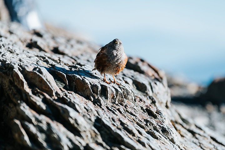 一代神鏡 Tamron 35-150mm f/2-2.8 DiIII VXD（A058）推出Nikon Z接環｜評測｜實拍