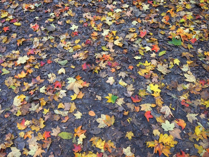 Ohio爸爸的相片書 再訪飢餓岩石州立公園Starved Rock State Park - 賞楓之旅
