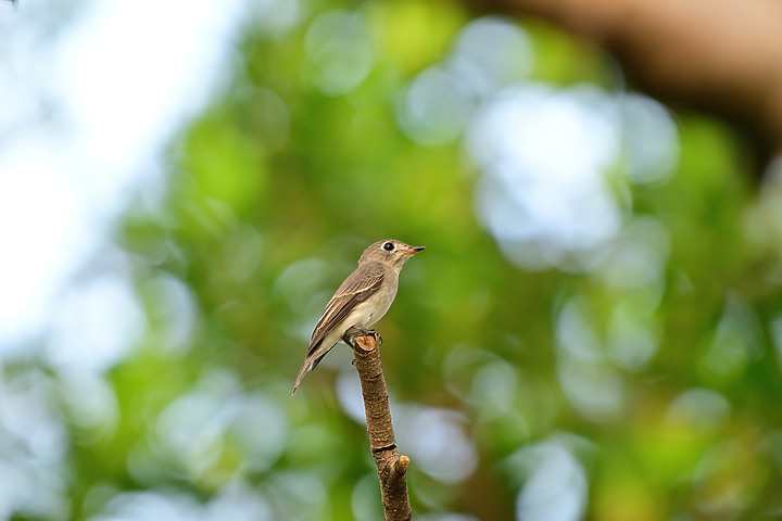 點我看大圖 Nikon Z9韌體4.10拍籠中鳥,因對焦點與籠子間隙接近產生誤差,有對到鳥眼,卻是清楚拍到籠子。