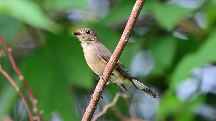 點我看大圖 Nikon Z9韌體4.10拍籠中鳥,因對焦點與籠子間隙接近產生誤差,有對到鳥眼,卻是清楚拍到籠子。