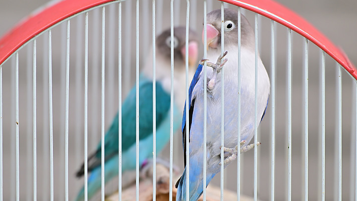 點我看大圖 Nikon Z9韌體4.10拍籠中鳥,因對焦點與籠子間隙接近產生誤差,有對到鳥眼,卻是清楚拍到籠子。
