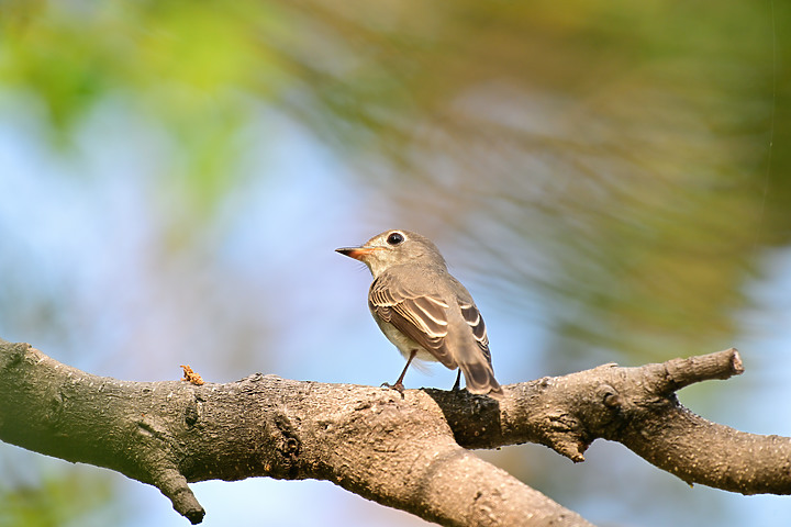 點我看大圖 Nikon Z9韌體4.10拍籠中鳥,因對焦點與籠子間隙接近產生誤差,有對到鳥眼,卻是清楚拍到籠子。
