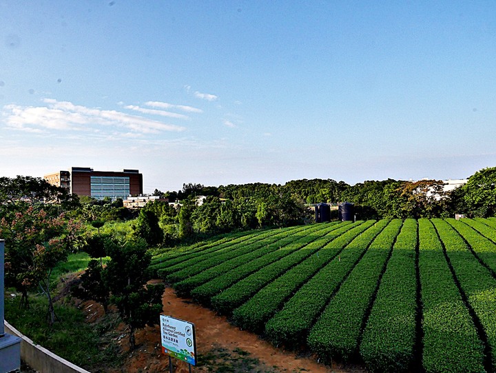 臺灣客家茶文化館、太平紅橋、龍潭大池、鍾肇政文學生活園區、武德殿 — 茶鄉龍潭一日行旅,外掛香噴噴的炸全雞配涼麵